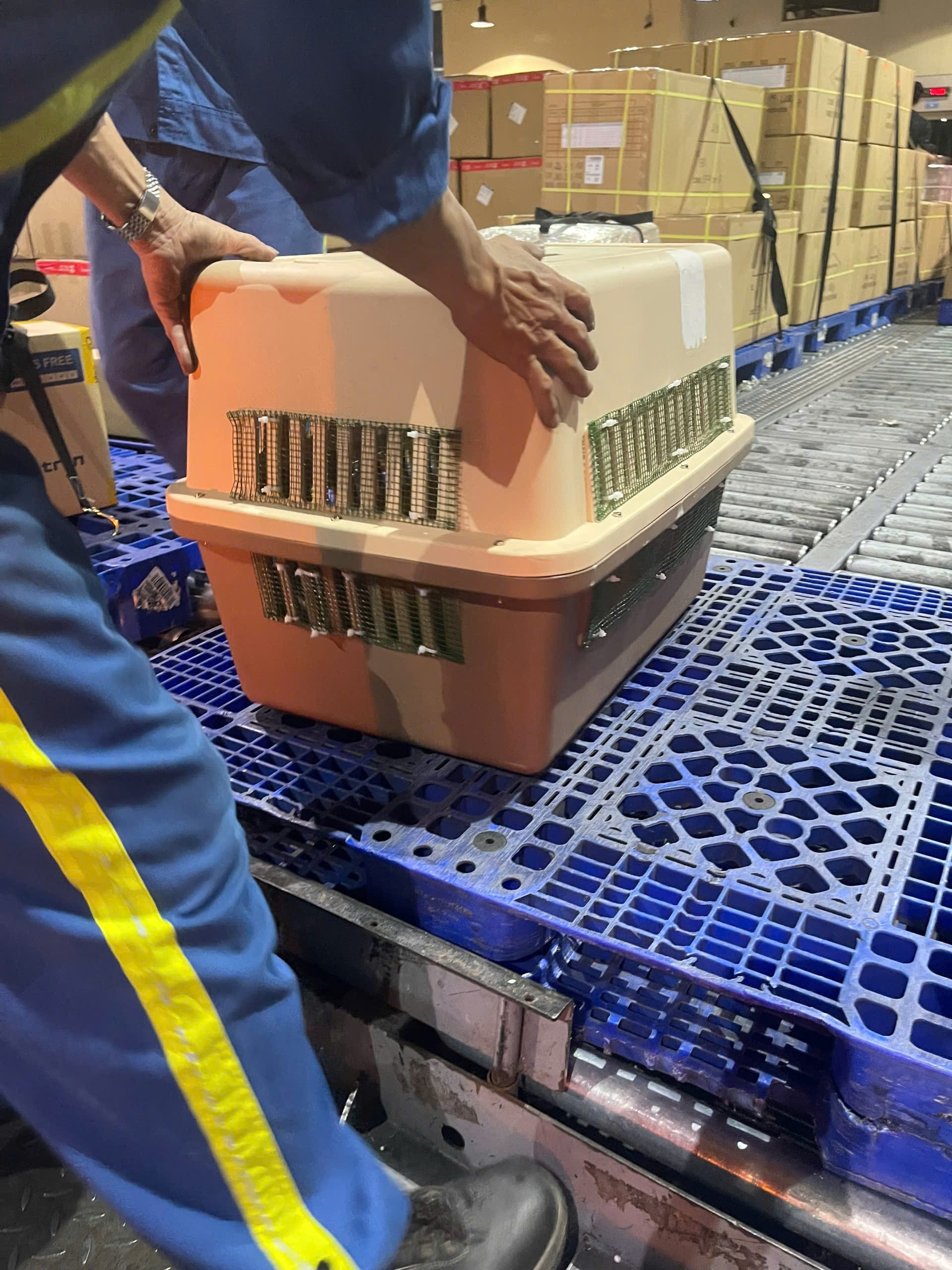 Dog in an IATA crate at a cargo warehouse before flying in the aircraft hold