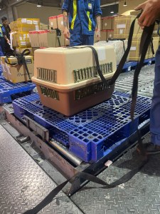 Dog In Cargo Warehouse