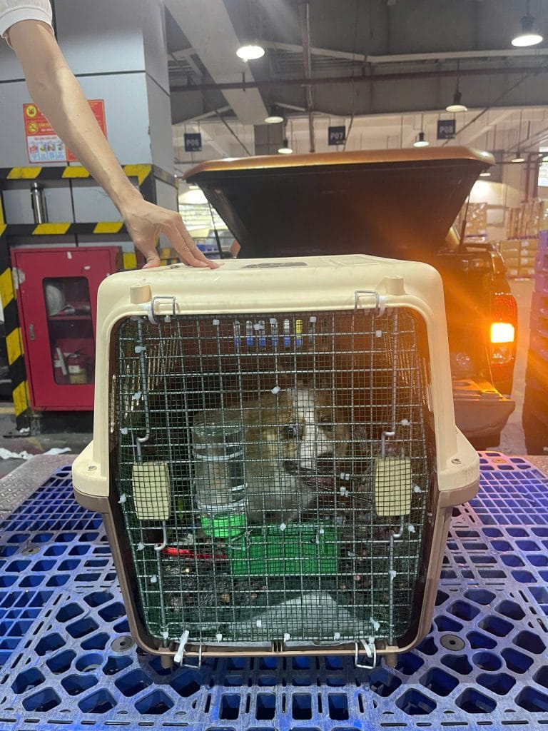 Dog In Cargo Warehouse
