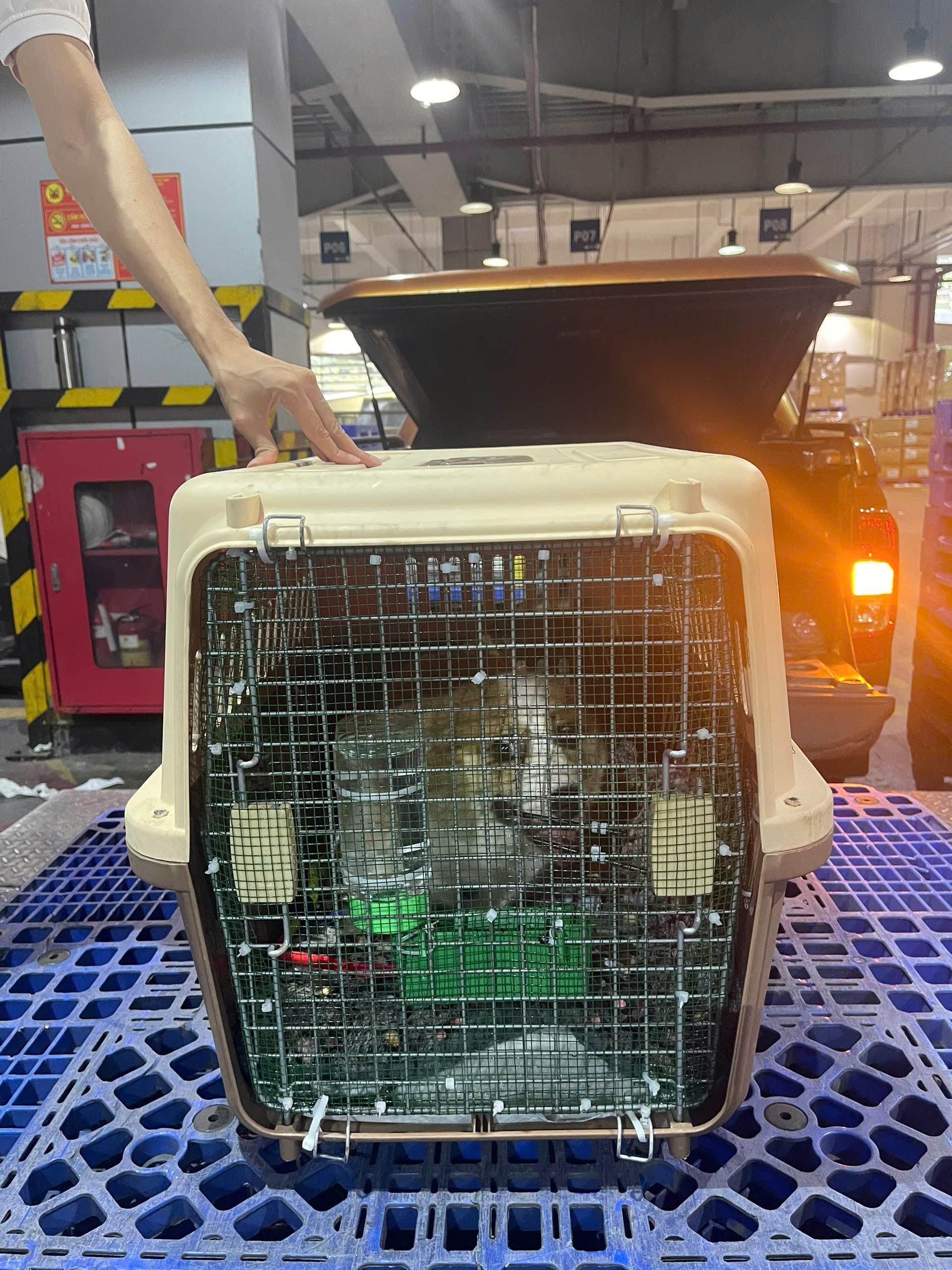 Dog in an IATA crate in the airport cargo warehouse before an Emirates airline cargo flight from Vietnam to Dubai