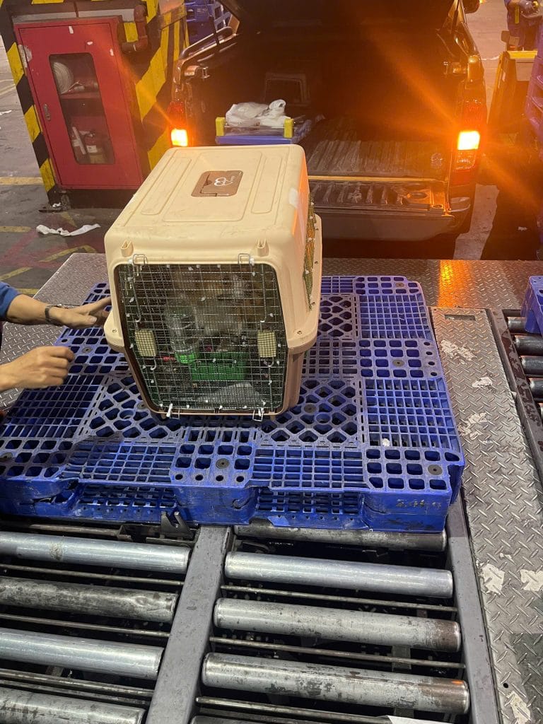 Dog in an IATA travel crate on a pallet at the cargo warehouse