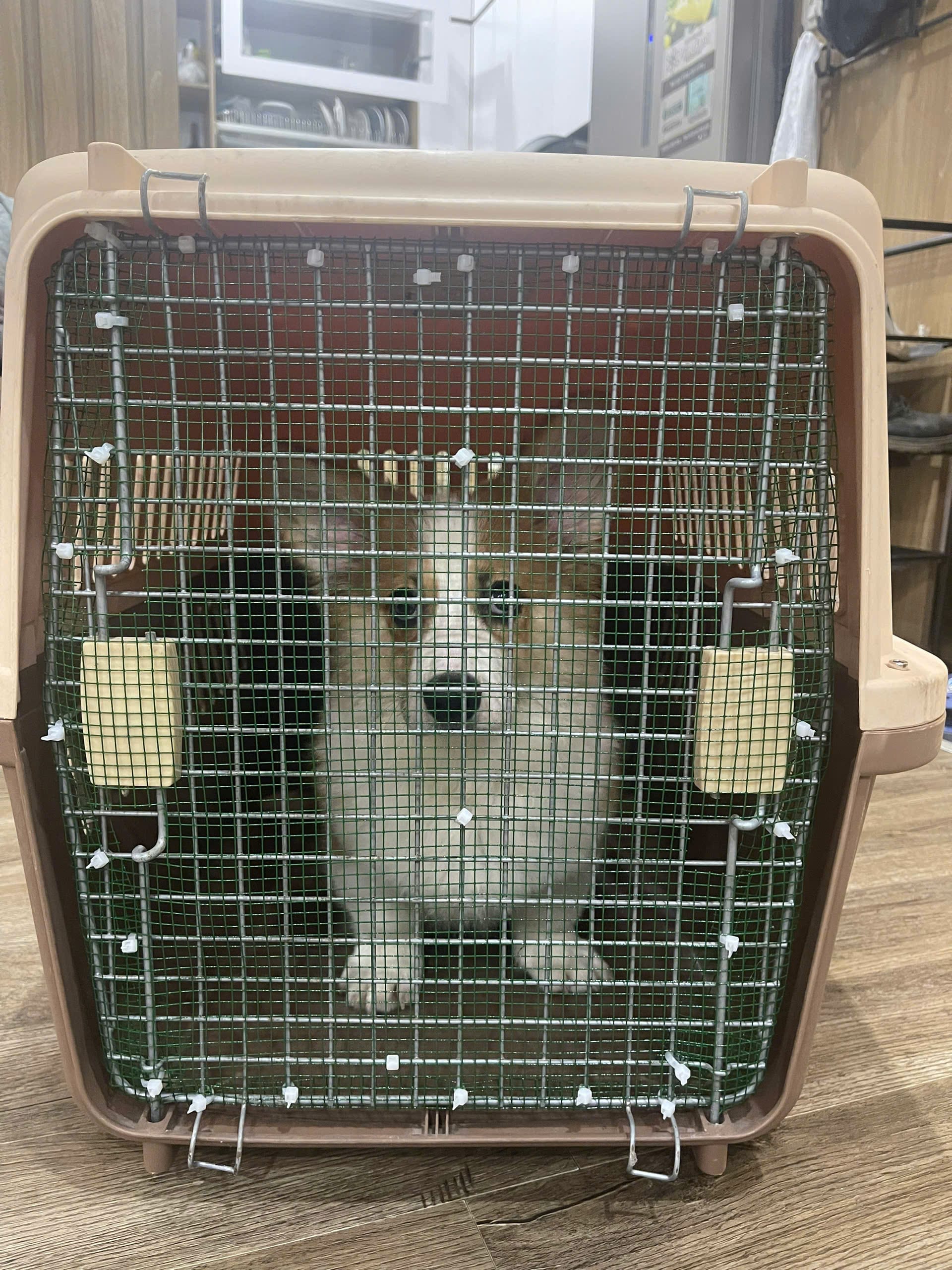 A healthy dog resting comfortably inside a properly sized IATA travel crate
