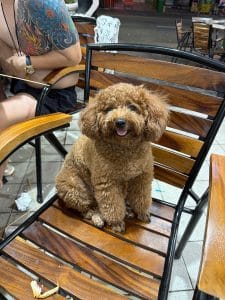 Dog Portrait