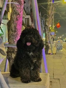 Dog Portrait
