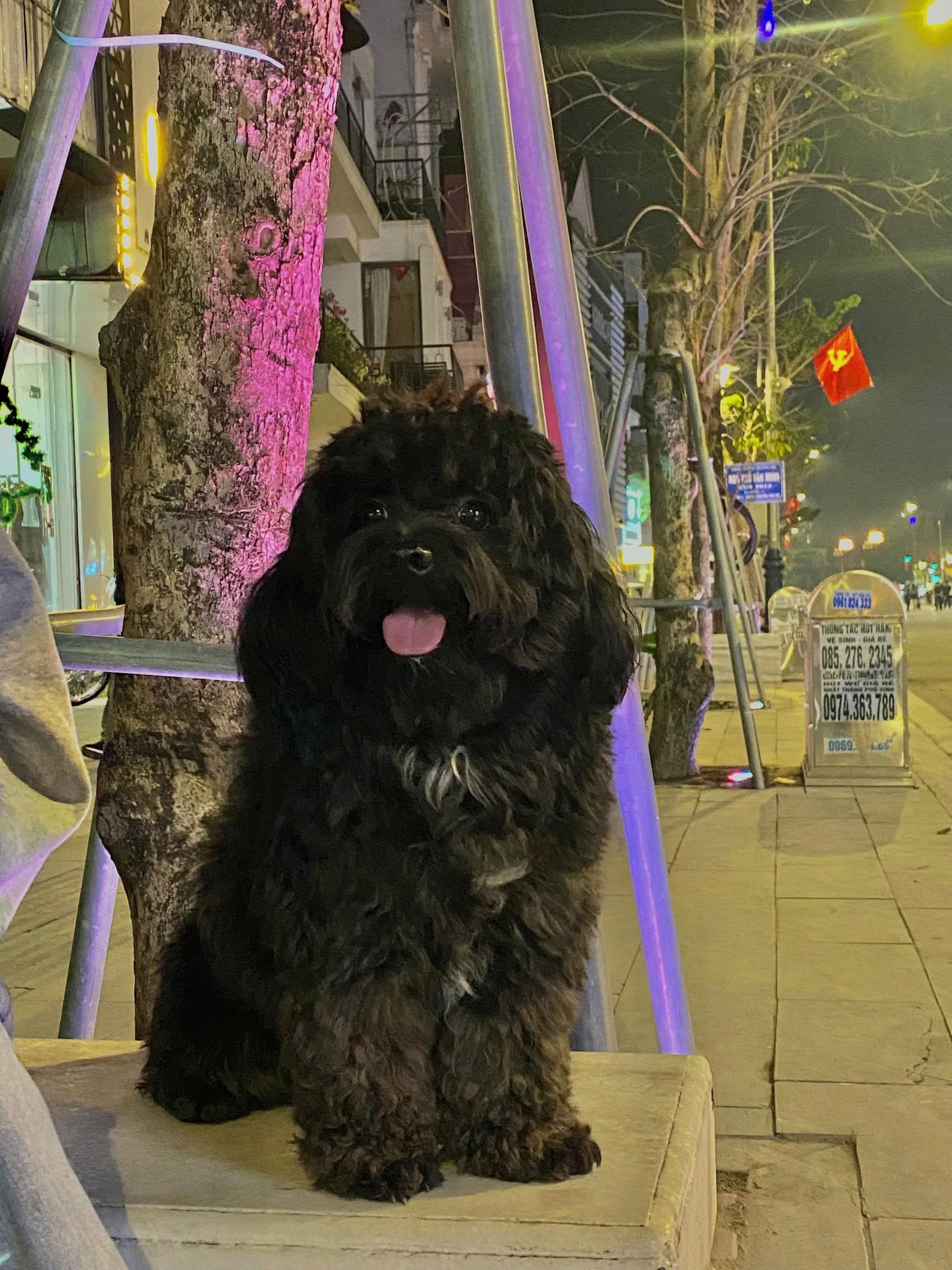 Dog that cannot fly directly into Denpasar-Bali under Indonesia's DPS entry restriction