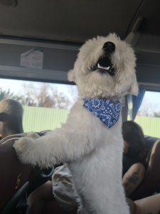 Dog Portrait