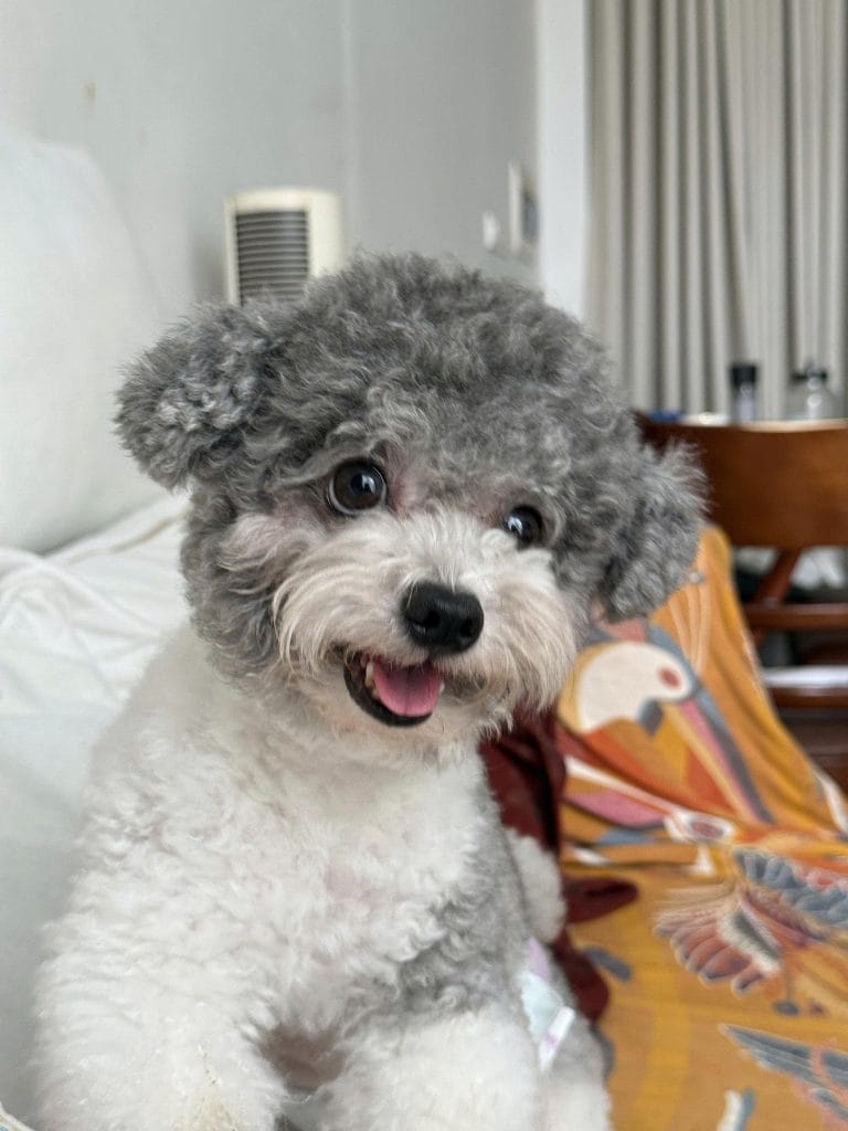 Dog Portrait