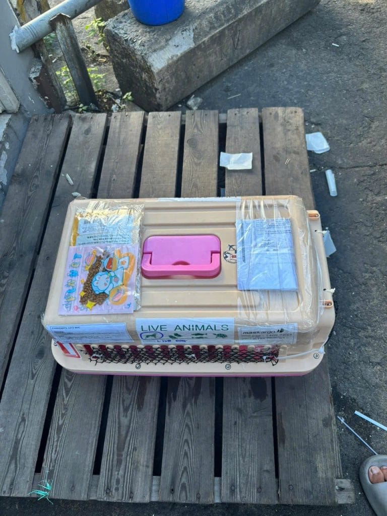 Iata Compliant Dog Crate Cargo Airport