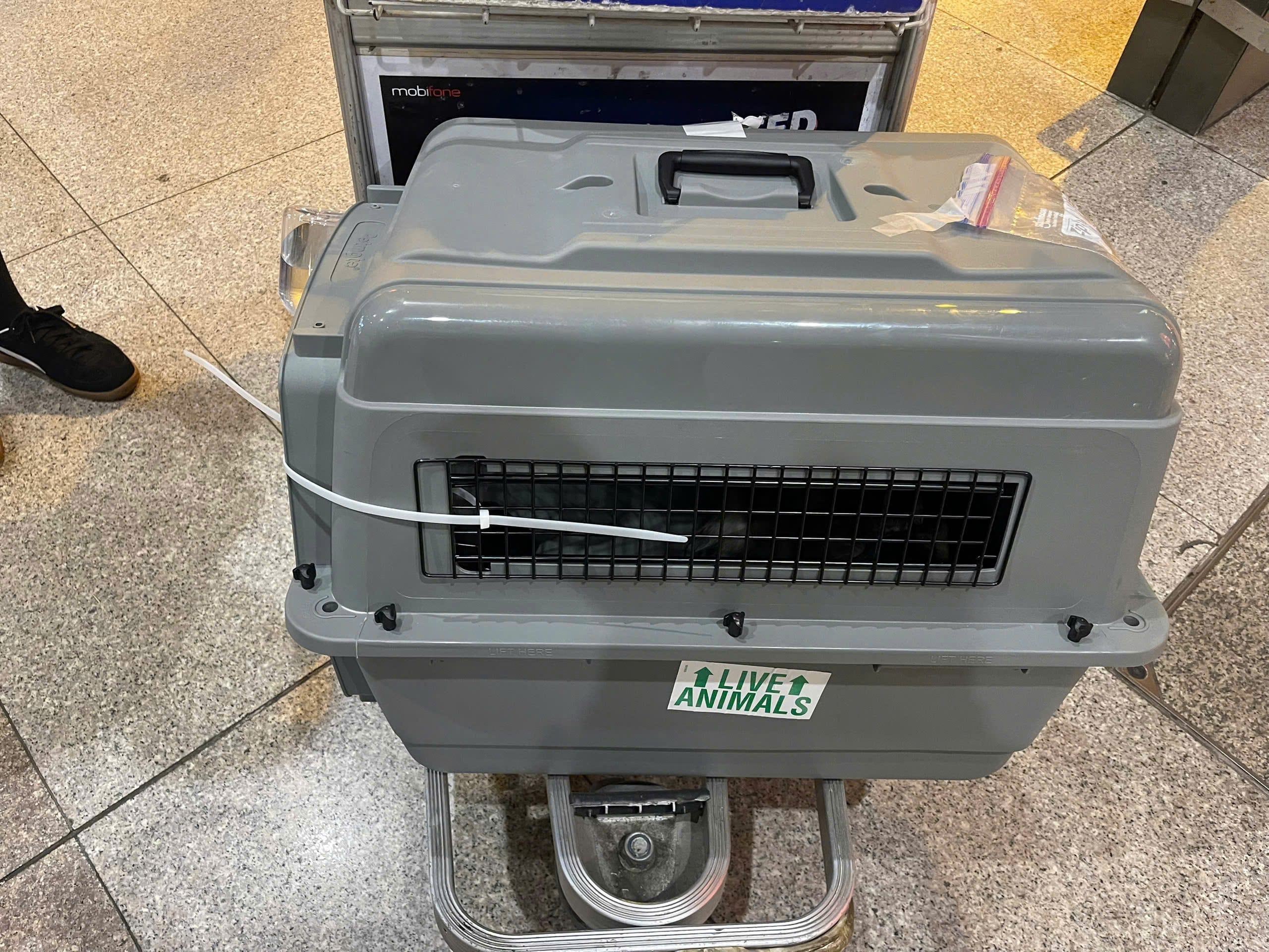 Pet departure at airport before international relocation
