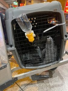Pet Airport Departure