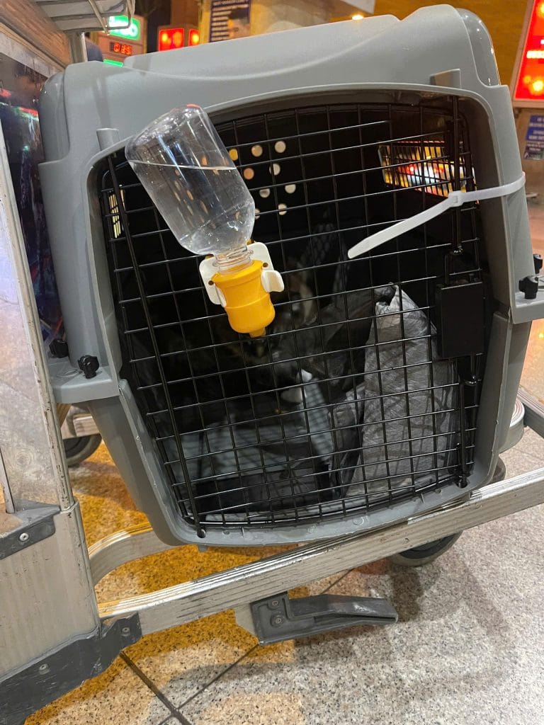 Pet Airport Departure