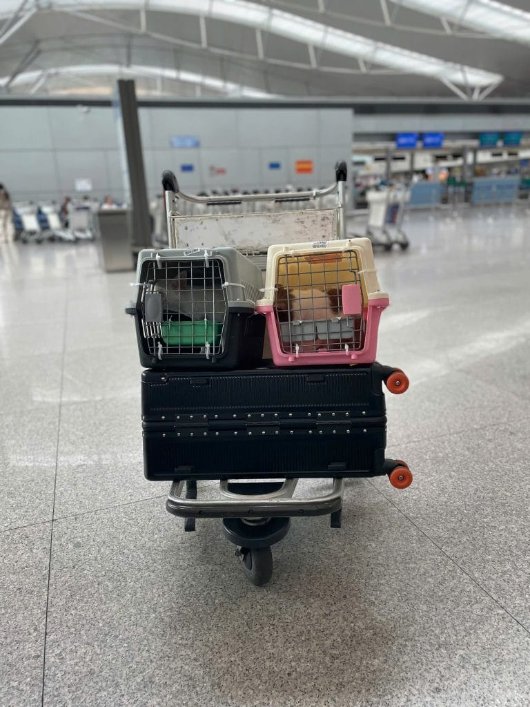 Pet Airport Departure