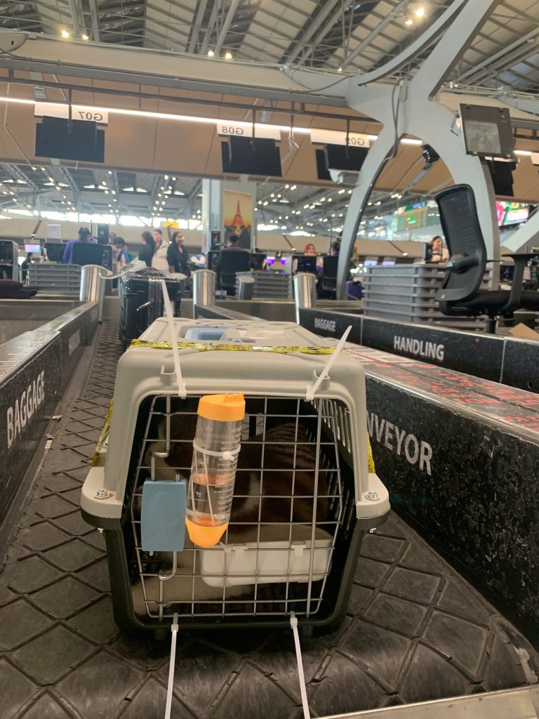 Pet Airport Departure