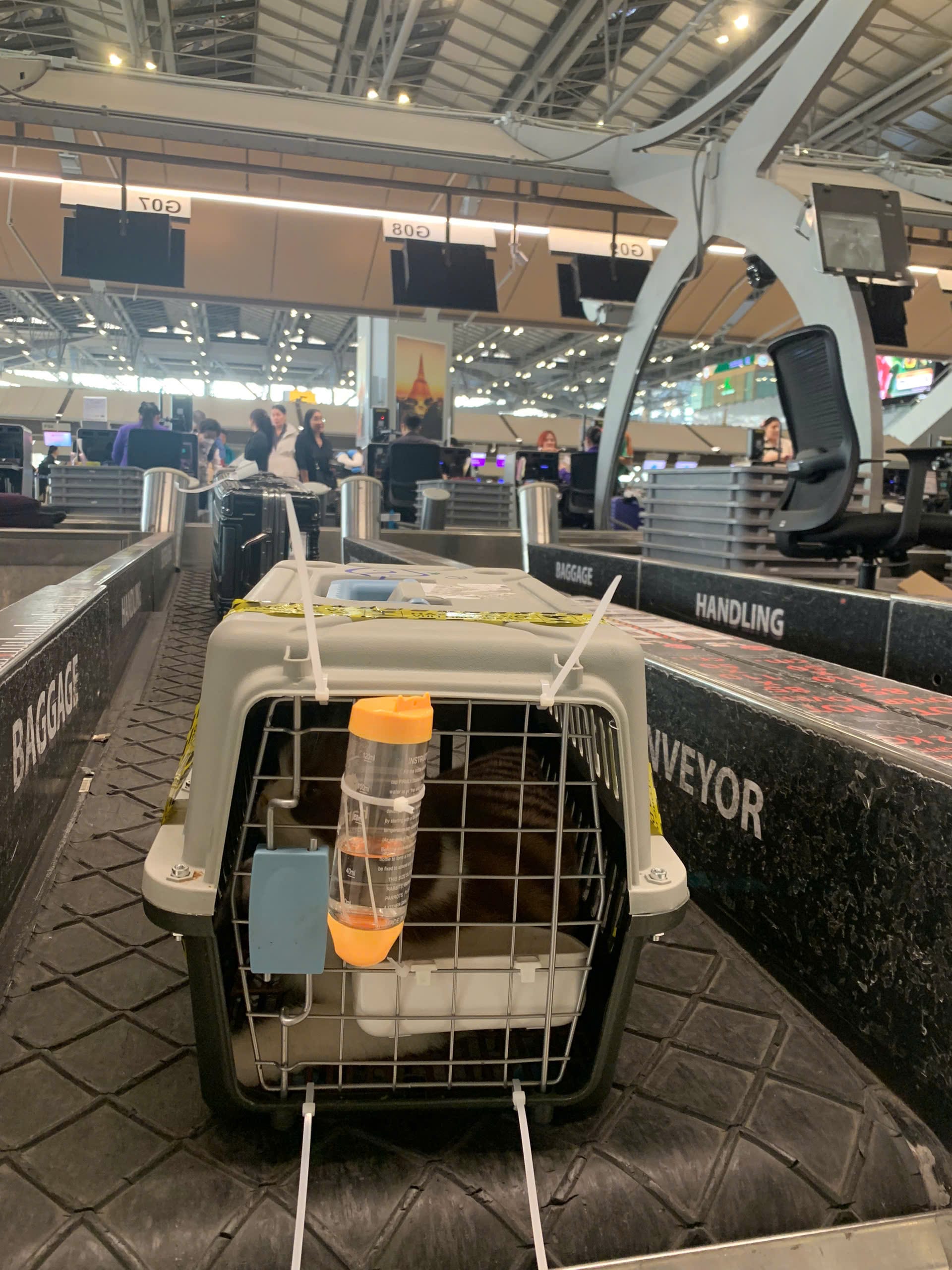 Plastic IATA pet crate with water bottle on an airport baggage belt before a flight, the stage where heat exposure for flat-faced breeds is highest