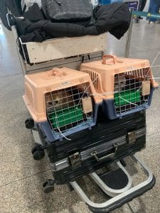 Pet Airport Departure