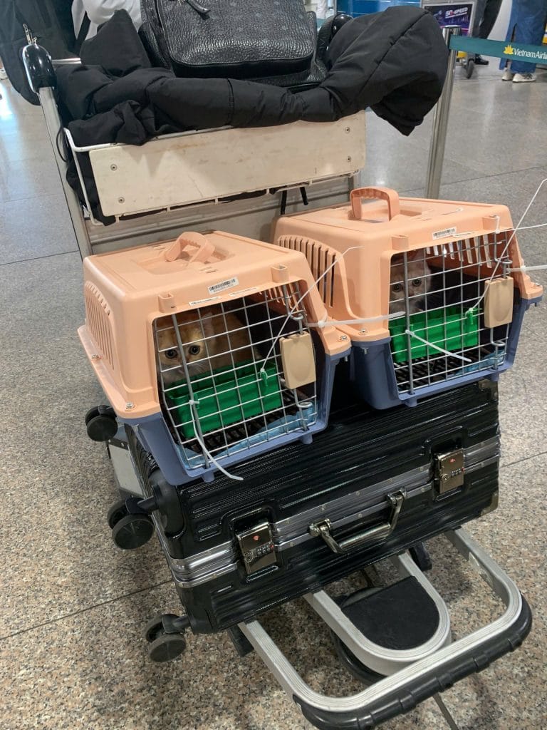 Pet Airport Departure