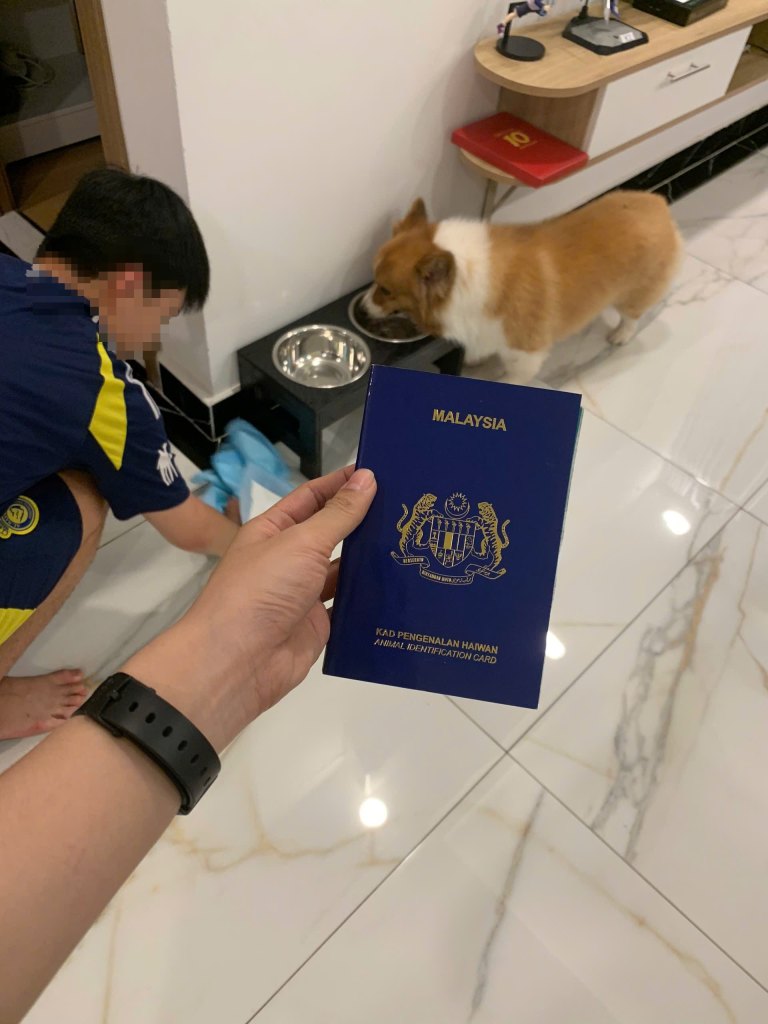 Bé Corgi ăn bữa đầu tiên tại nhà sau khi được giao