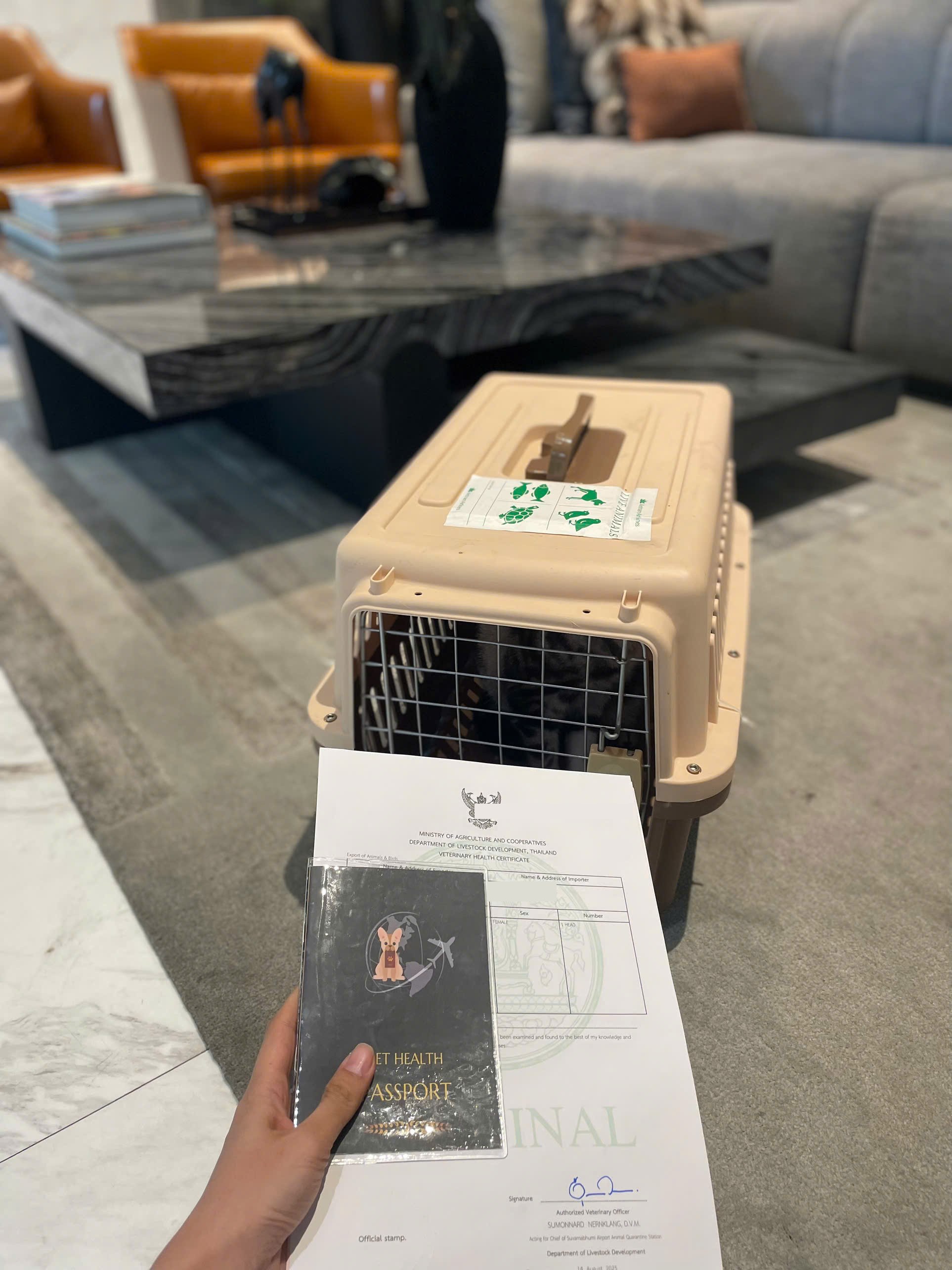 Expat family home consultation for pet relocation documentation from Vietnam to the USA