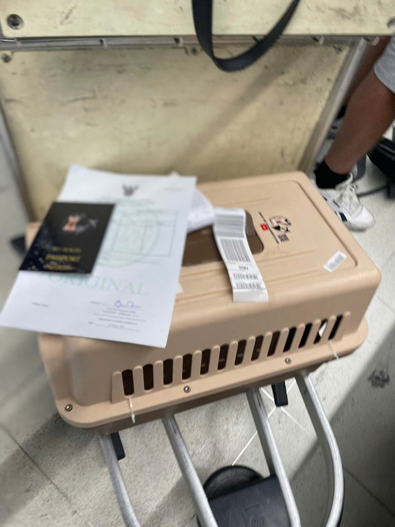 Pet Documents Airport Handling