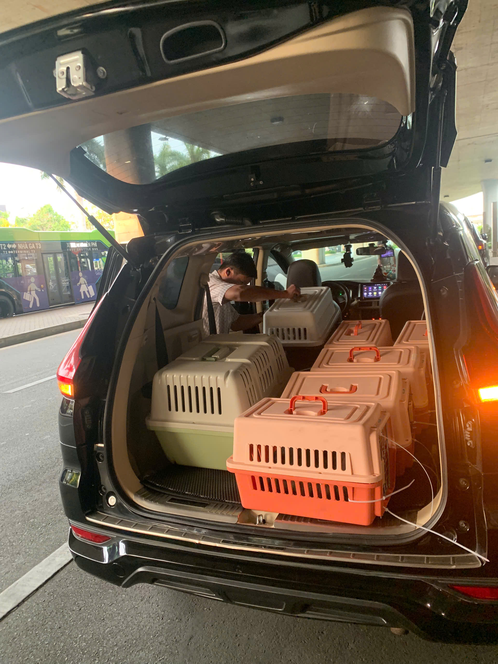IATA travel crates loaded in an air-conditioned car for a domestic pet move by road