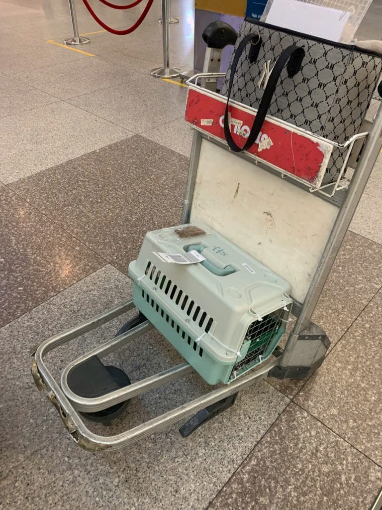 Pet In Airport Terminal