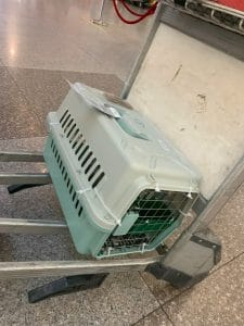 Pet In Airport Terminal