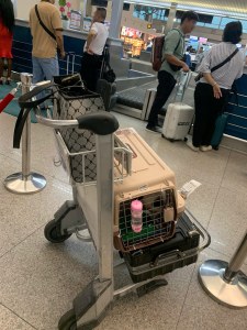 Pet In Airport Terminal