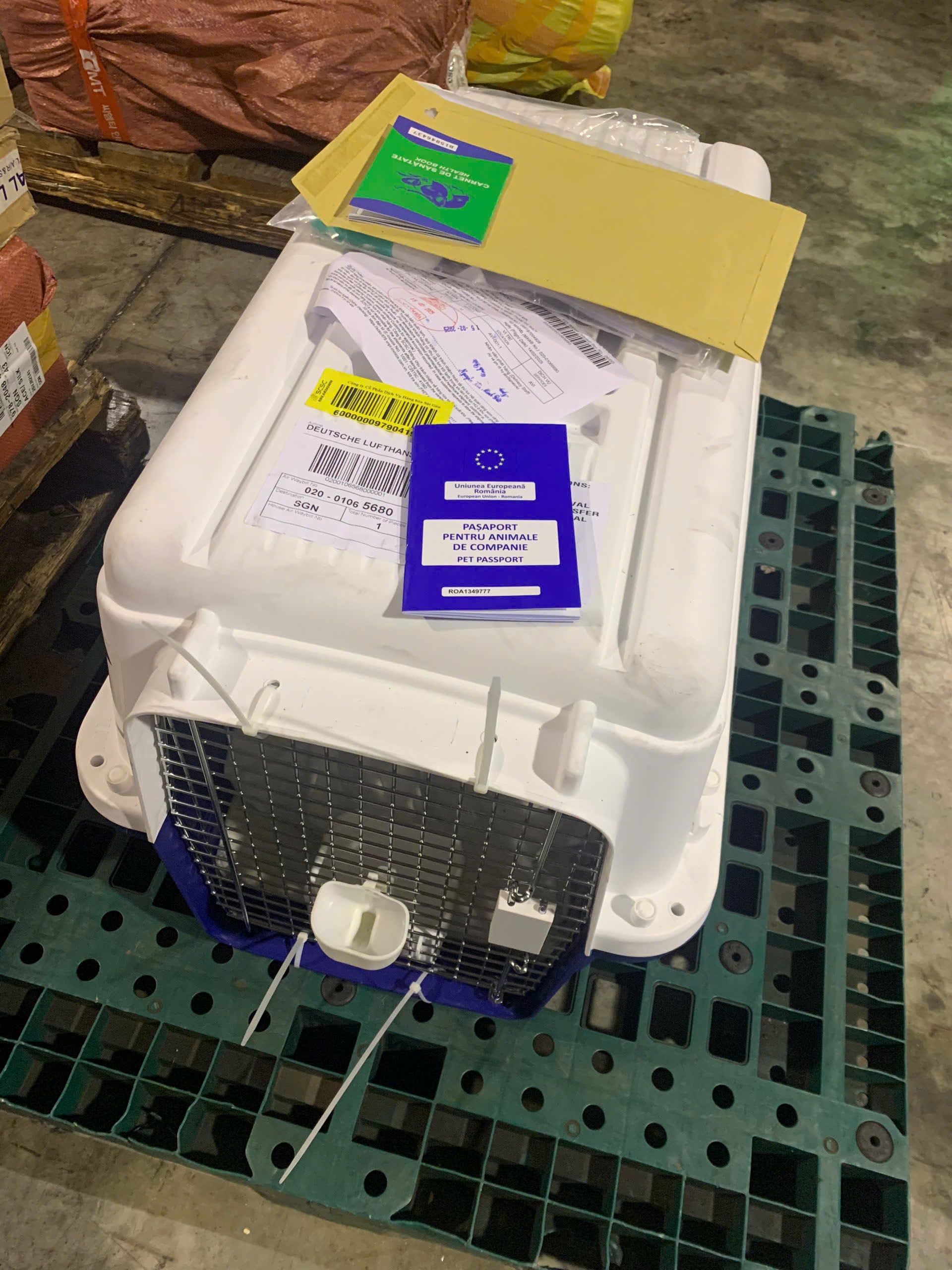 Pet crate at the live animal cargo facility in Vietnam before a cargo flight to China