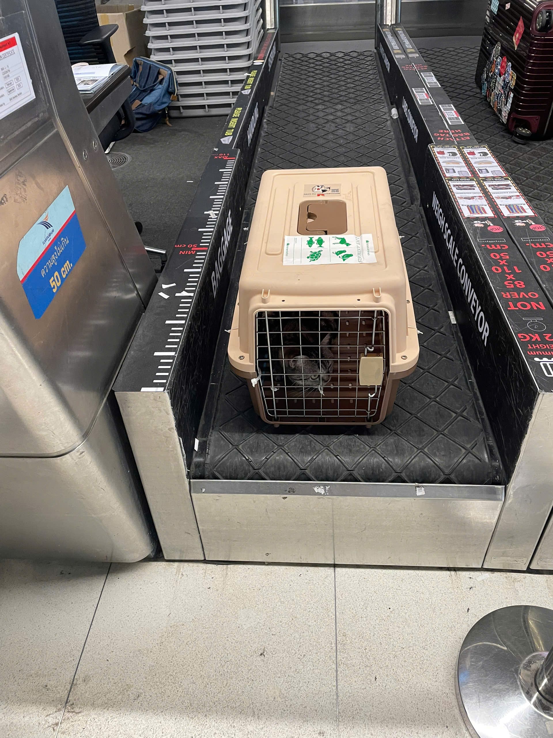 Pet travel crate at an airline check-in counter before a flight, where flat-faced breeds face extra airline checks