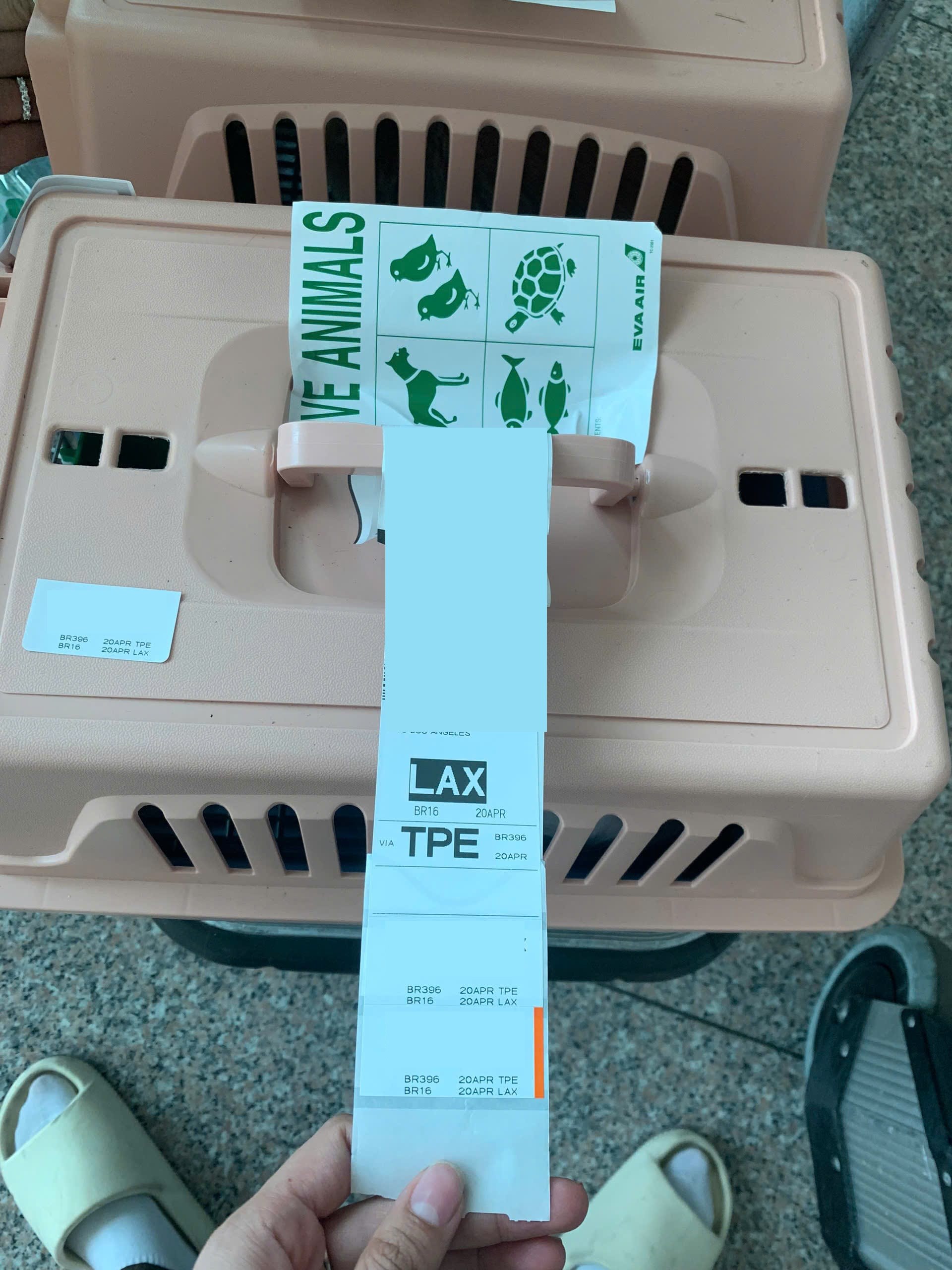 Official documents and certificates prepared for pet shipping to the United States