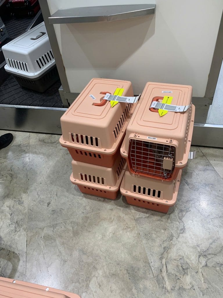 Pet Travel Documents Check In Counter