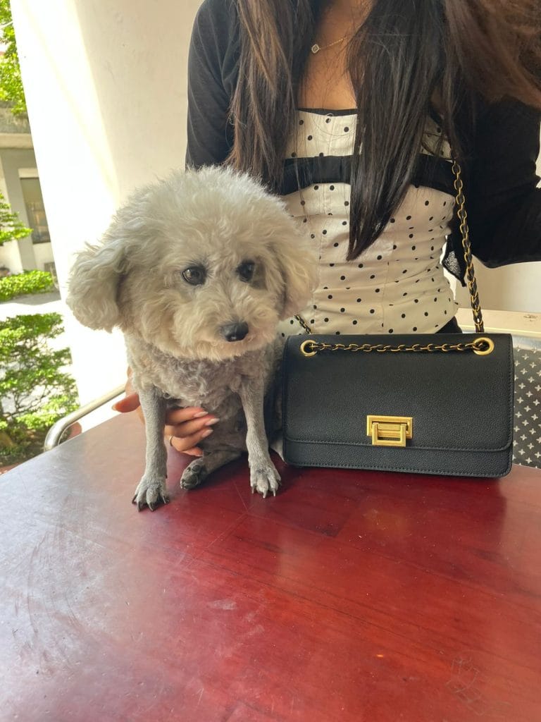Poodle Dog With Owner Travel