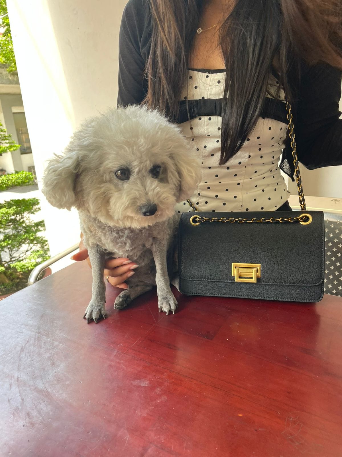 Dog traveling with owner during international pet relocation
