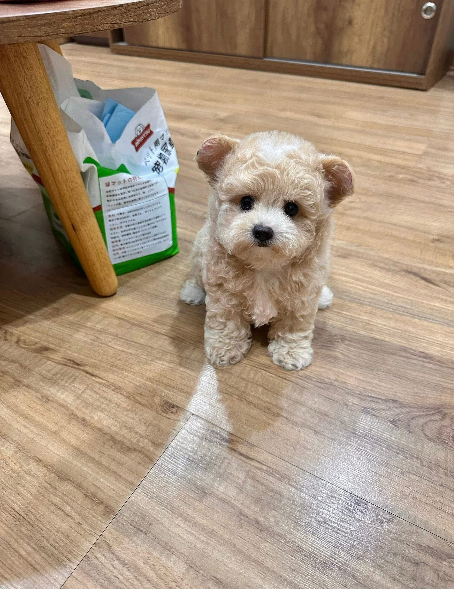 An adorable Poodle puppy waiting patiently