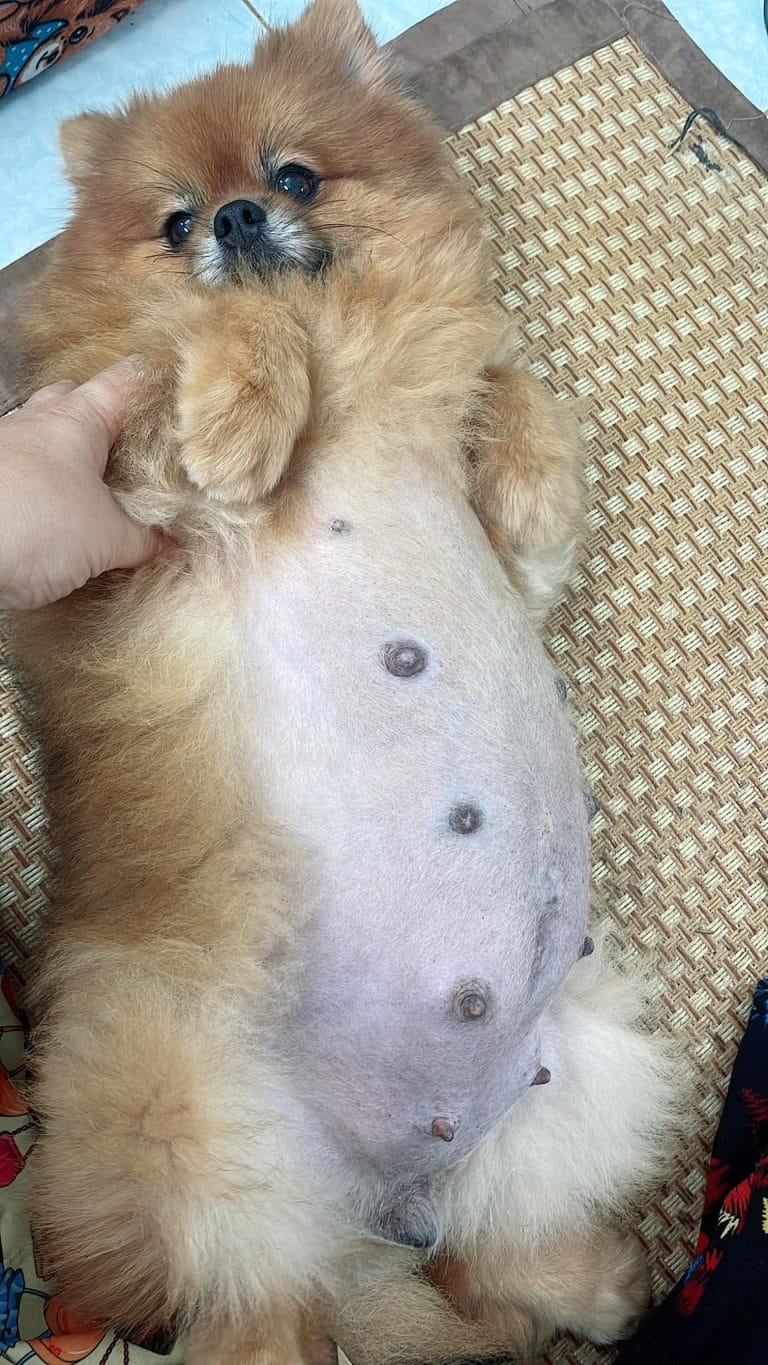 Pregnant Dog
