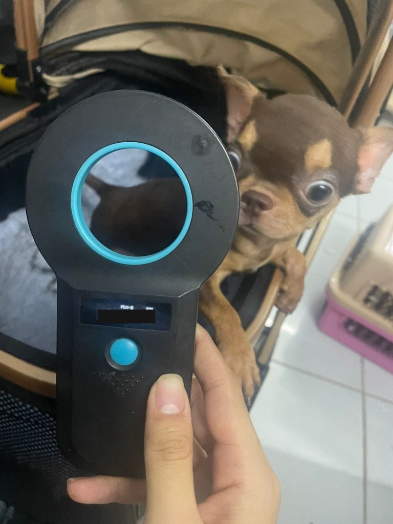 Veterinary Pet Microchip Scanning