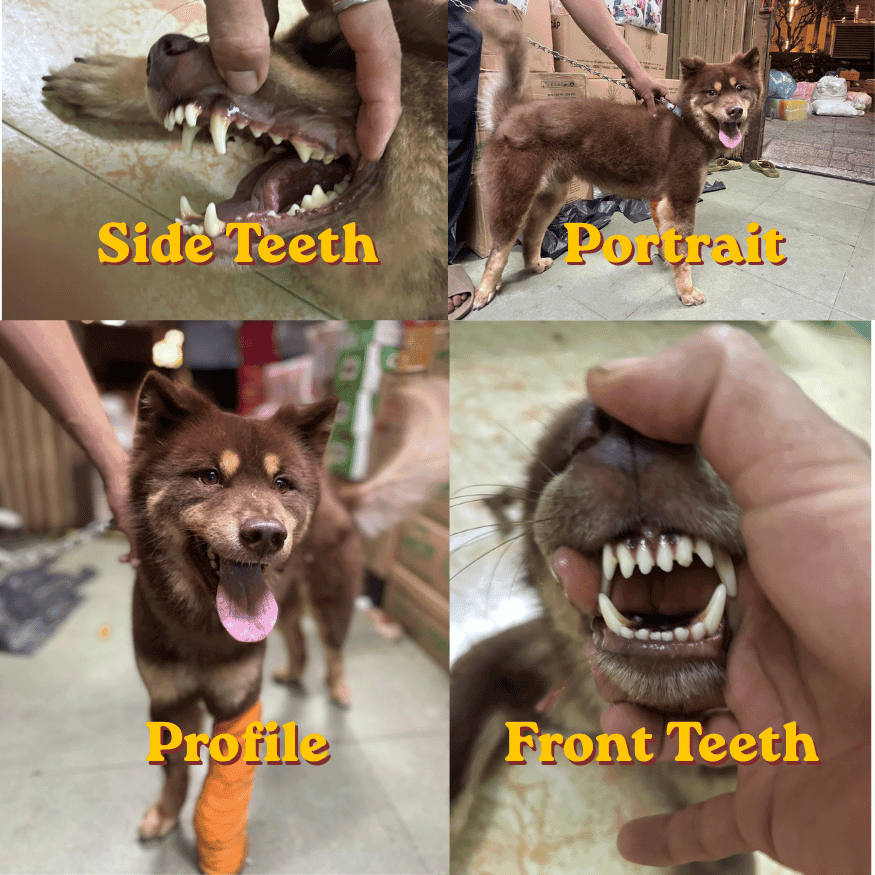 The four ACF-required photos of Pun: front teeth, side teeth, profile and portrait