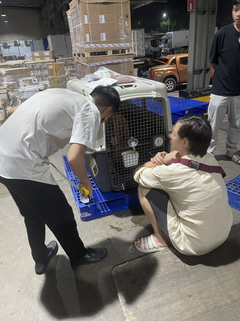 Cargo Inspector Checking Live Animal Iata Crate