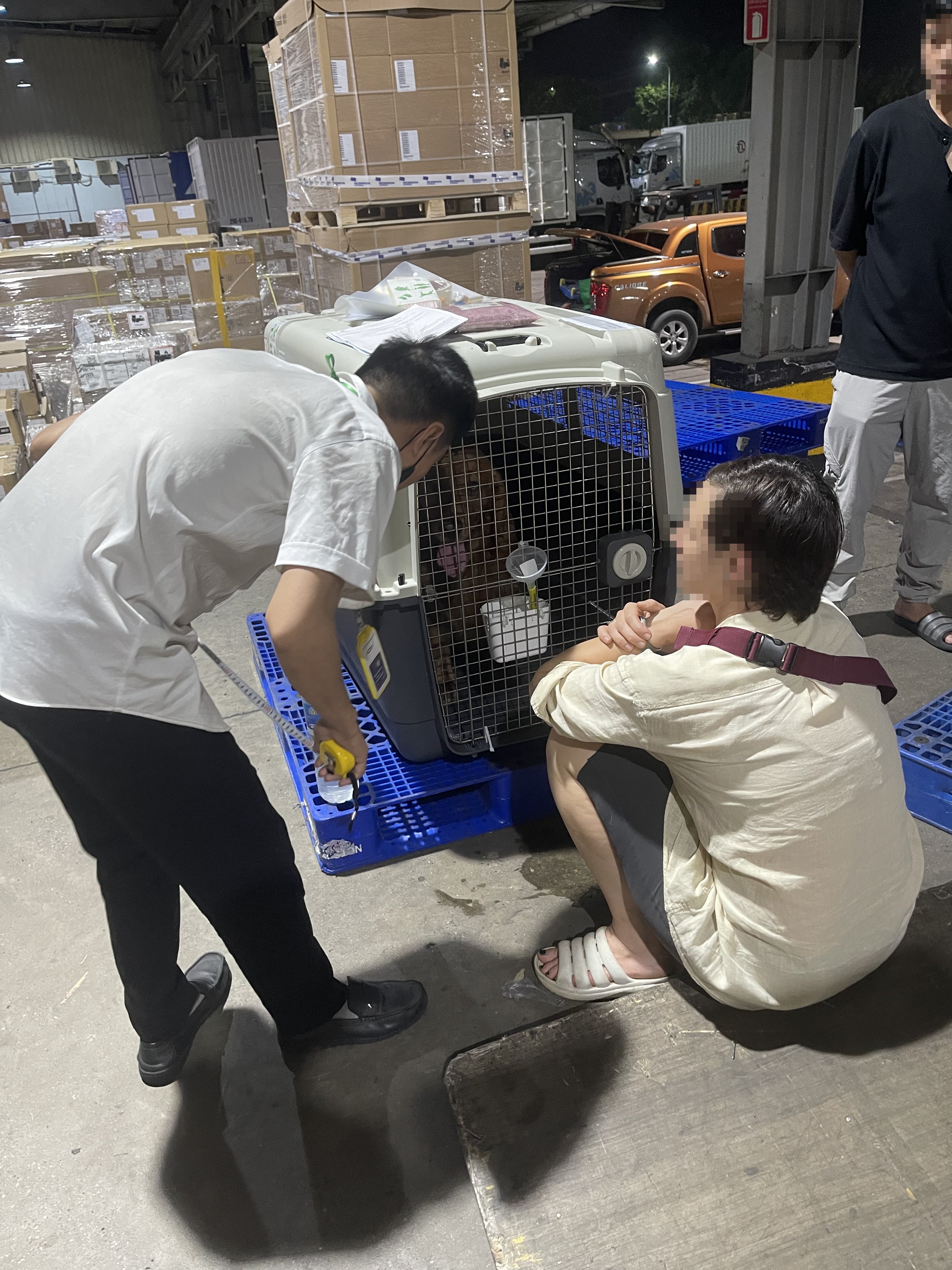A cargo inspector checking a live animal inside an IATA-compliant crate at the airport cargo warehouse