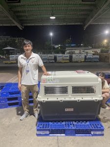 Daisy Pet Staff Golden Retriever Cargo Warehouse