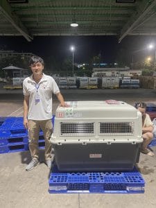 Daisy Pet Staff Golden Retriever Cargo Warehouse