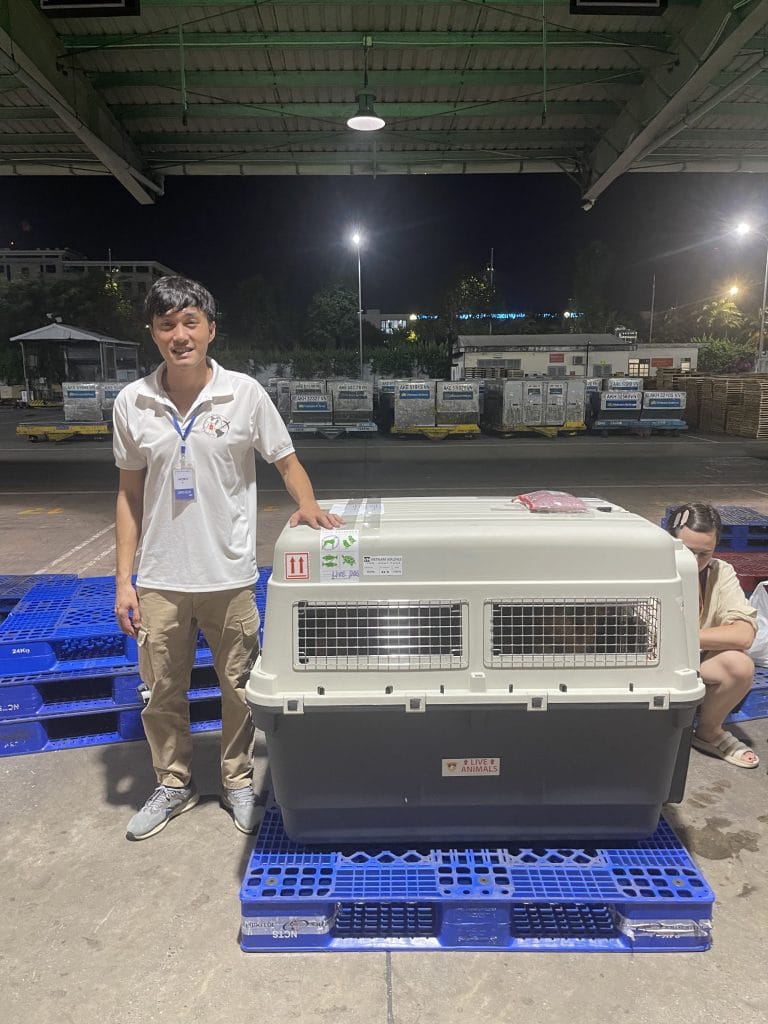 Daisy Pet Staff Golden Retriever Cargo Warehouse