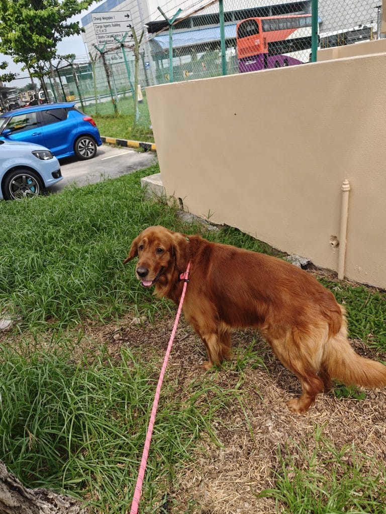 Golden Retriever Aqc Yard Changi Airport Singapore