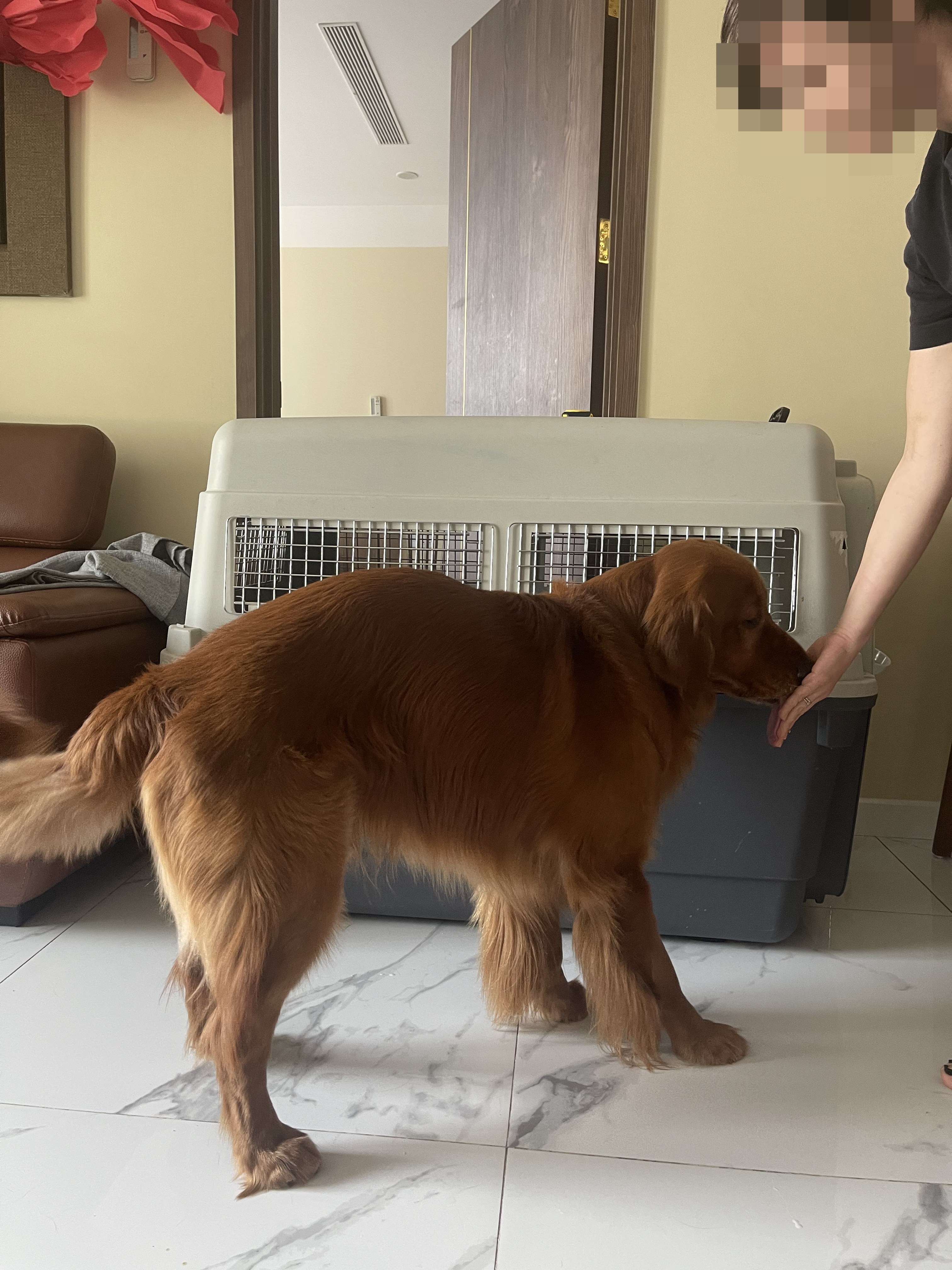 Golden Retriever crate training at home before international flight
