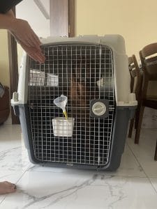 Golden Retriever Crate Training At Home