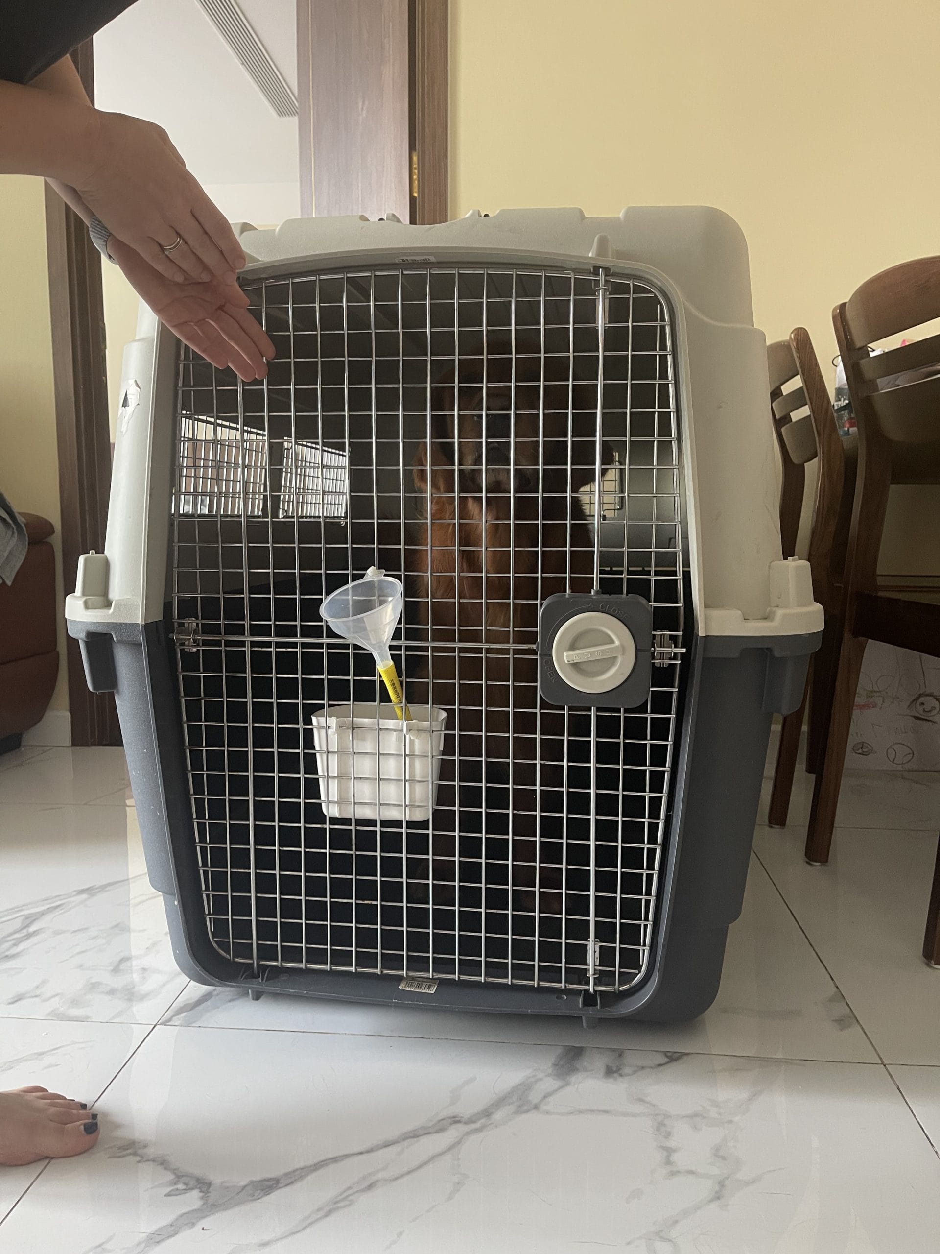 Golden Retriever relaxing calmly inside the closed crate