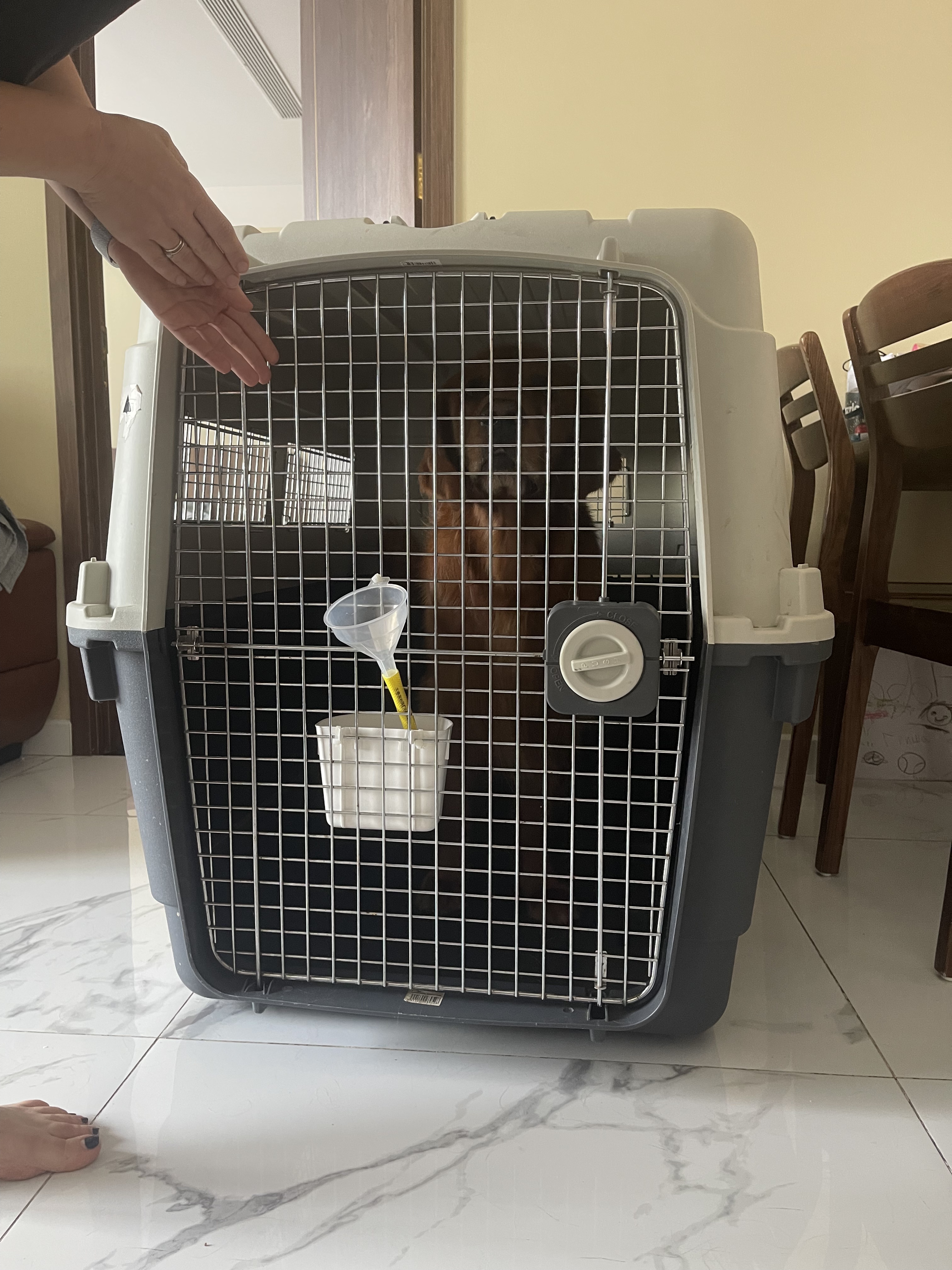 Chó Golden Retriever Lloyd làm quen với lồng bay tại nhà