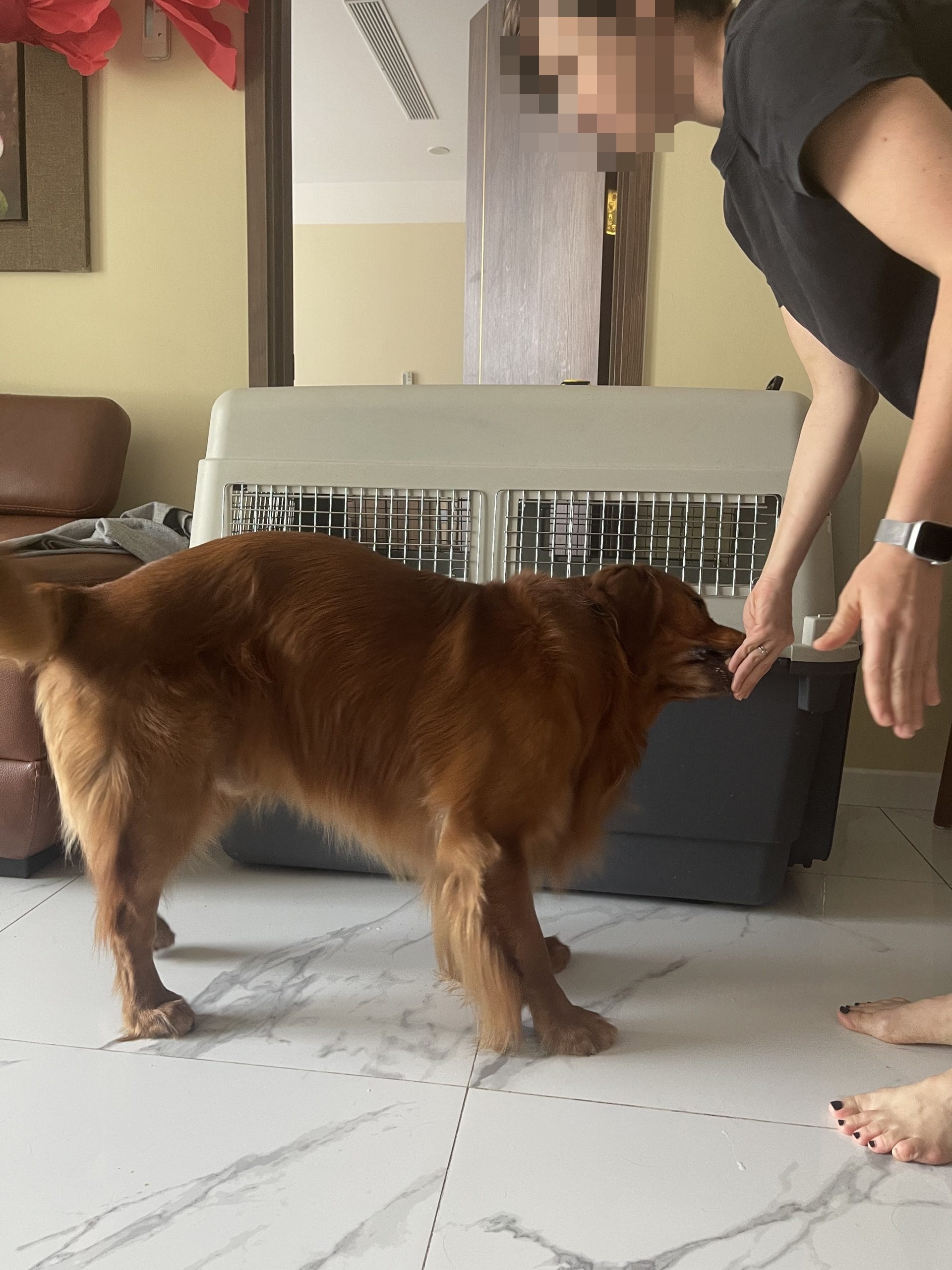 Feeding treats near the travel crate