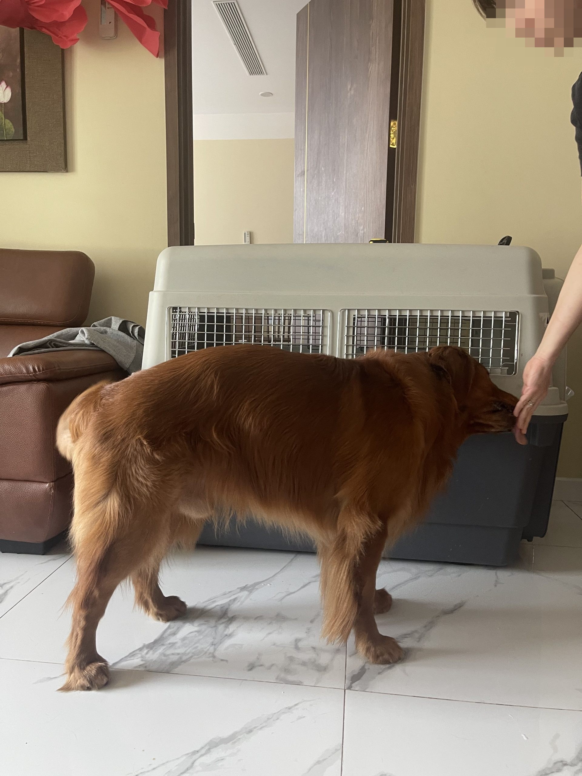 Ước lượng kích thước lồng bằng mắt cho chó tại nhà