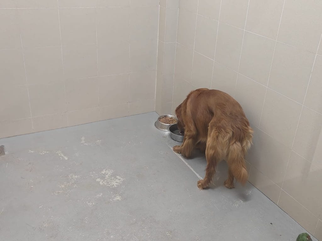 Golden Retriever Eating Aqc Quarantine Singapore